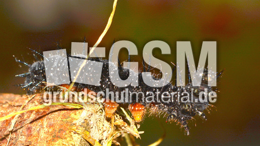 Tagpfauenauge-Raupe (2).jpg